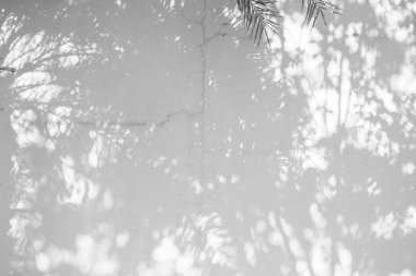 Siyah ve beyaz arka plan textuer gölgeler yaprak beton duvara