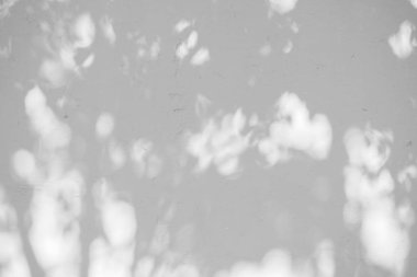 Siyah ve beyaz arka plan textuer gölgeler yaprak beton duvara