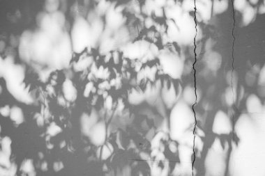 Siyah ve beyaz arka plan textuer gölgeler yaprak beton duvara