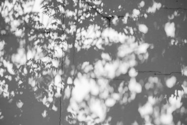 Siyah ve beyaz arka plan textuer gölgeler yaprak beton duvara