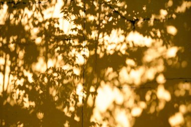 Beton bir duvardaki gölge yaprağının soyut arkaplan dokuyucusu