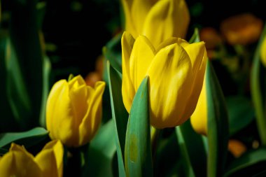 Renkli lale doğa bahar, Lale çiçek arka plan