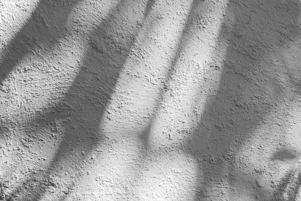 Bianco Nero Astratto Sfondo Textuer Ombra Foglia Muro Cemento — Foto Stock