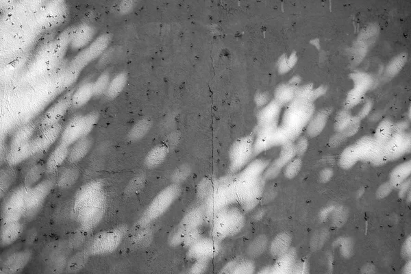 Textuer Abstraktní Pozadí Černé Bílé Stíny Listů Betonové Zdi — Stock fotografie