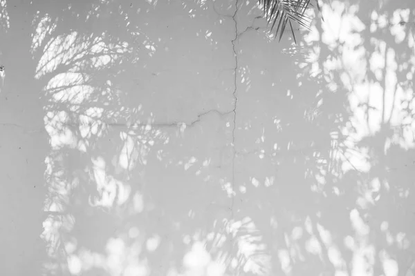 Μαύρο Και Άσπρο Textuer Αφηρημένα Φόντο Φύλλου Σκιές Ένα Τσιμεντένιο — Φωτογραφία Αρχείου