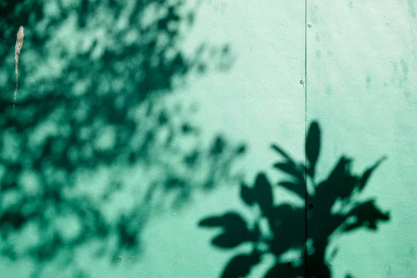 Abstrakt Bakgrund Textuer Skuggor Löv Betong Vägg — Stockfoto