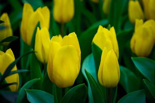 Natureza Prado Tulipas Coloridas Primavera Fundo Flor Tulipa — Fotografia de Stock