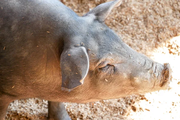 Schwarze Kleine Schweine Bauernhof — Stockfoto