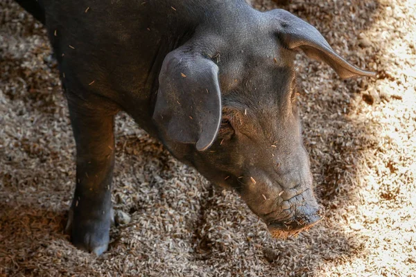 ファーム内の黒の小豚 — ストック写真