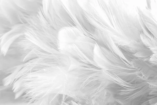 Fondo Abstracto Textura Plumas Aves Pollos Estilo Borroso Color Suave —  Fotos de Stock