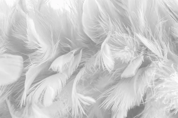 抽象的な背景鳥 鶏の羽の質感 スタイルとアート デザインの柔らかい色をぼかし — ストック写真