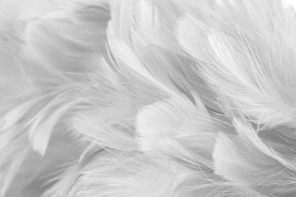 Fondo Abstracto Textura Plumas Aves Pollos Estilo Borroso Color Suave — Foto de Stock