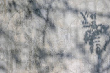 Siyah ve beyaz arka plan textuer gölgeler yaprak beton duvara