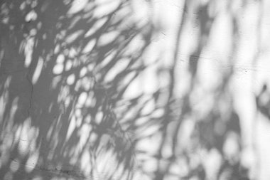 Siyah ve beyaz arka plan textuer gölgeler yaprak beton duvara