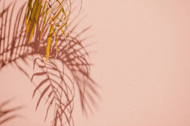 Beton bir duvardaki gölge yaprağının soyut arkaplan dokuyucusu