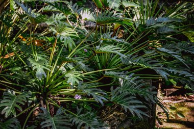 Arka plan doku tropik çiçekler ve yapraklar doğal kavramı