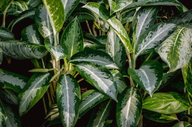 Arka plan doku tropik çiçekler ve yapraklar doğal kavramı