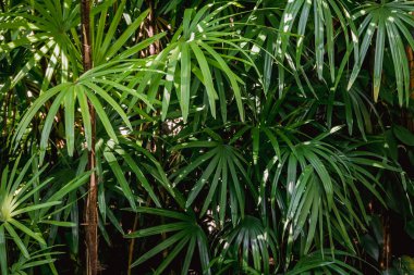 Arka plan doku tropik çiçekler ve yapraklar doğal kavramı
