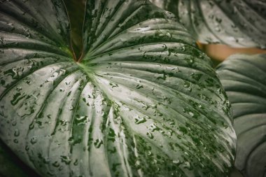 Arka plan doku tropik çiçekler ve yapraklar doğal kavramı