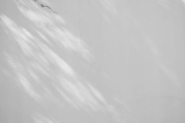 Preto Branco Abstrato Fundo Textuer Sombras Folha Uma Parede Concreto — Fotografia de Stock