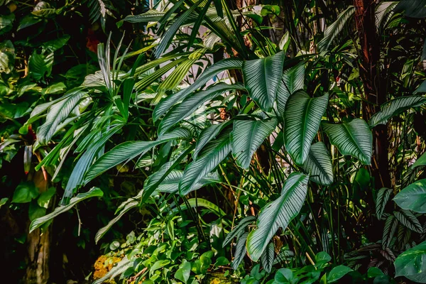 Фон Текстуры Тропические Цветы Листья Естественная Концепция — стоковое фото