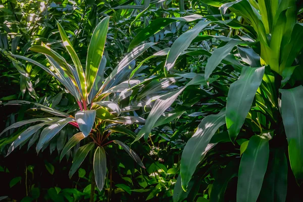 Background Texture Tropical Flowers Leaves Natural Concept — Stock Photo, Image