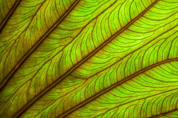 Фон Текстуры Тропические Цветы Листья Естественная Концепция — стоковое фото
