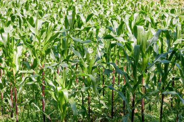 yeşil alan grupta büyüyen mısır