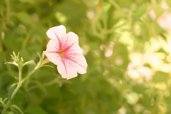 自然緑の植物の背景や壁紙 夏は太陽の光で庭の緑の葉を眺め — ストック写真