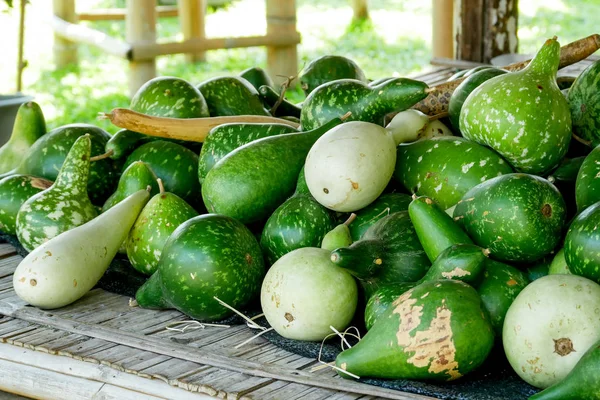 Grupp Färska Mogna Grön Melon Växt — Stockfoto