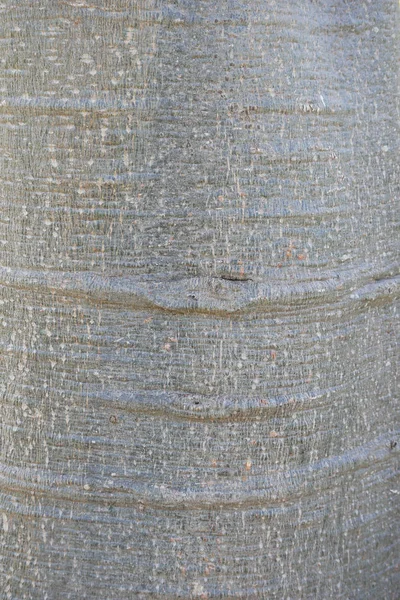 Textúra Háttér Afrikai Baobab Vagy Majom Kenyér — Stock Fotó