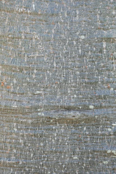 Textura Fundo Baobá Africano Árvore Pão Macaco — Fotografia de Stock