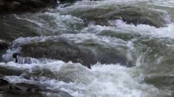 Arroyo Que Fluye Sobre Las Rocas — Vídeos de Stock