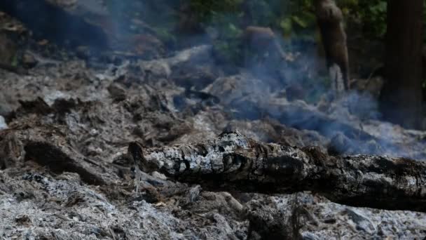 Oheň Dým Prérie Suché Trávy Razí Mezi Keři Ničení Lesů — Stock video