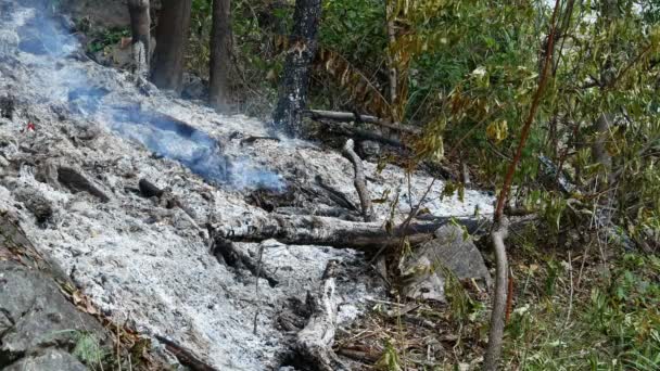 Fumée Feu Prairie Herbe Sèche Brûle Parmi Les Buissons Destruction — Video