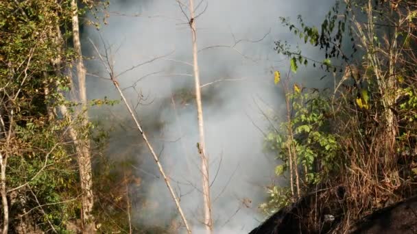 Fumar Fogo Pradaria Grama Seca Chama Entre Arbustos Destruição Florestas — Vídeo de Stock