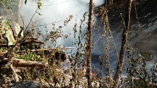 Φωτιά Καπνός Λιβαδιών Ξηρό Χόρτο Φλόγες Ανάμεσα Θάμνους Καταστροφή Των — Αρχείο Βίντεο