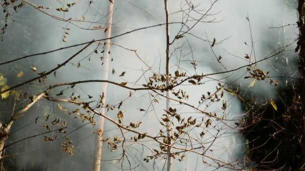 Fumée Feu Prairie Herbe Sèche Brûle Parmi Les Buissons Destruction — Video