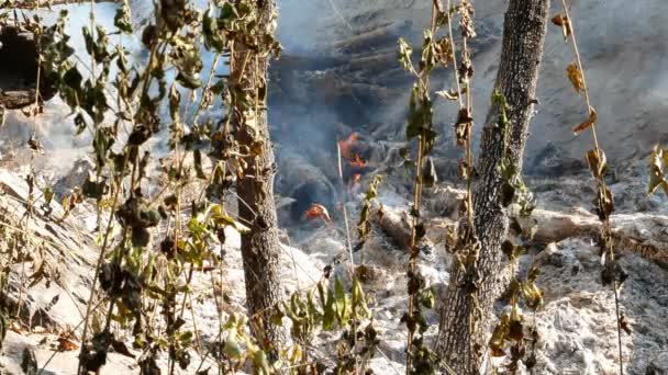 Φωτιά Καπνός Λιβαδιών Ξηρό Χόρτο Φλόγες Ανάμεσα Θάμνους Καταστροφή Των — Αρχείο Βίντεο