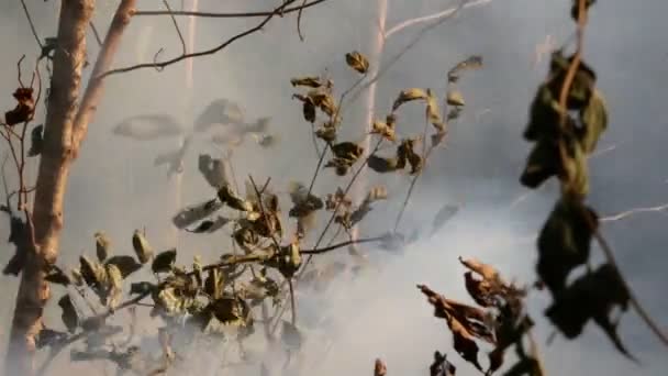 Humo Pradera Fuego Hierba Seca Arde Entre Arbustos Destrucción Bosques — Vídeos de Stock