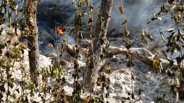 Oheň Dým Prérie Suché Trávy Razí Mezi Keři Ničení Lesů — Stock video