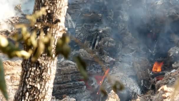 Φωτιά Καπνός Λιβαδιών Ξηρό Χόρτο Φλόγες Ανάμεσα Θάμνους Καταστροφή Των — Αρχείο Βίντεο