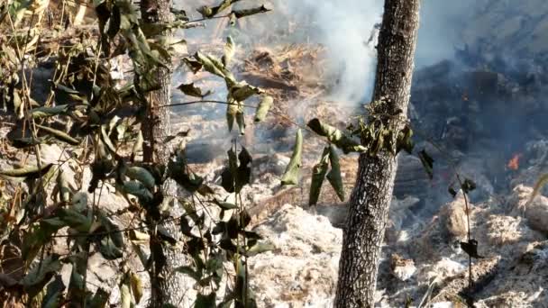 Smoke Prairie Fire Dry Grass Blazes Bushes Destruction Forests — Stock Video