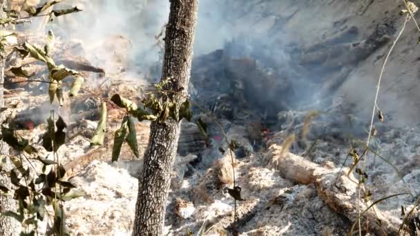 Fumar Fogo Pradaria Grama Seca Chama Entre Arbustos Destruição Florestas — Vídeo de Stock
