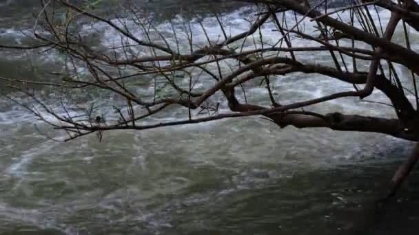 Sungai Mengalir Atas Batu — Stok Video