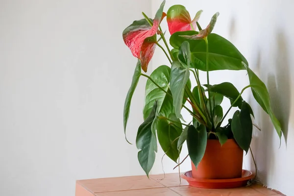 Pflanze auf gebackenem Tontopf im Haus — Stockfoto