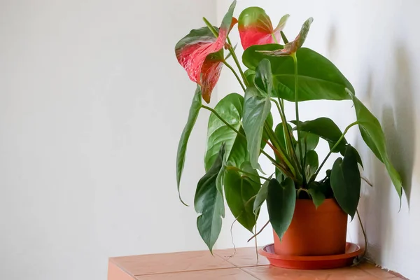 Plant on baked clay pot in house — Stock Photo, Image