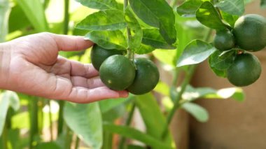 Taze yeşil limon ağacı bahçede üzerinde tutan el. Limon çiftlik