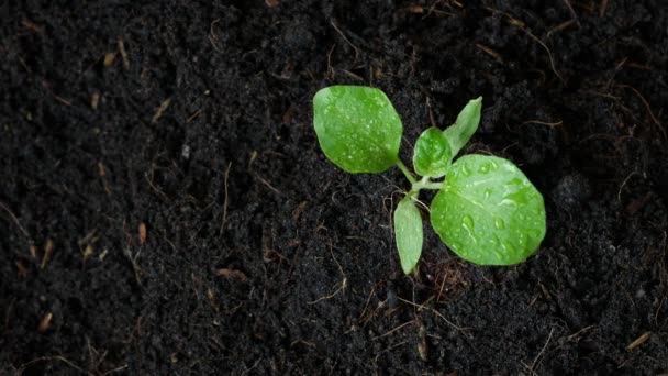 Rostlina Roste Půdě Rukou Zalévání Zeleni — Stock video