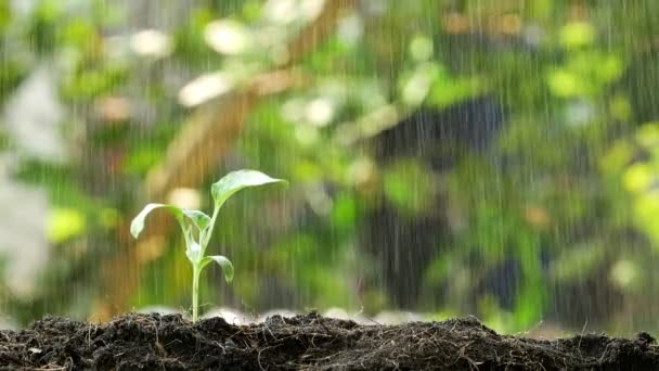 Brotes Verdes Lluvia Crecen Concepto — Vídeo de stock